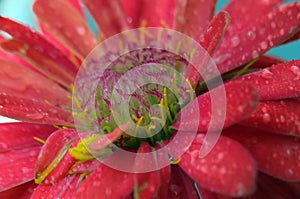 Macro shot of a bright Gerbera flower with droplets