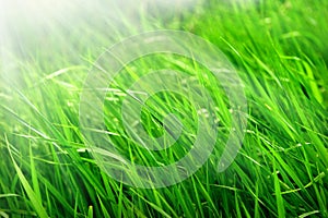 Macro shot of bright green grass sprouts in spring. Green meadow of closeup fresh grass