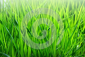 Macro shot of bright green grass sprouts in spring. Green meadow of closeup fresh grass