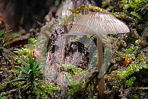 Macro shot of a bright mushroom, common bonnet, mycena, on a tree stump in wet mos