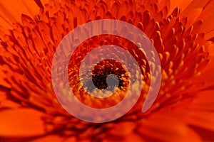 Macro shot of a bright orange daisy gerbera