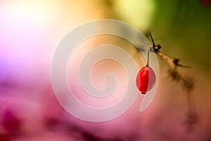 Macro shot of bright red barberry on naked branch with thorns