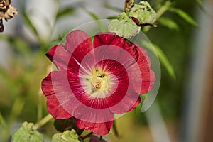 Macro shot of a bright red hollyhock alcea rosea