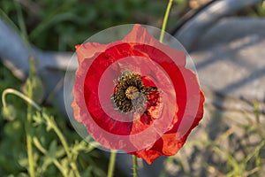 Macro shot of a bright red poppy Papaver orientale