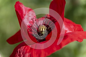 Macro shot of a bright red poppy Papaver orientale