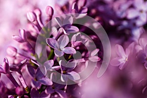 Macro shot bright violet lilac flowers. Abstract romantic floral background.