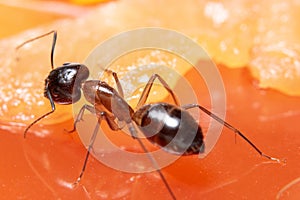 Macro shot of a brown ant on an orange slimy background