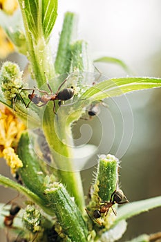 Macro shot of a brown ant on the stem of a green plant that cares for aphids