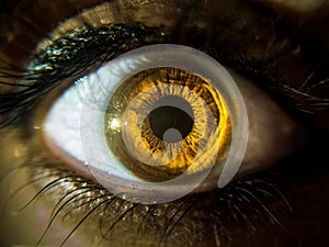 Macro shot of a brown eye of a person in sunlight