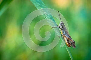 Macro shot of a brown grasshopper. Shallow depth of field. Grasshopper sitting on blade of grass.