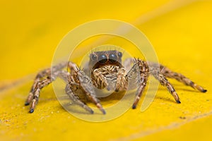 Macro shot of a brown jumping spider standing on a yellow plant on an isolated background