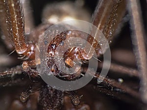 Macro shot of a Brown recluse spider