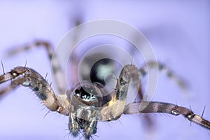 Macro shot of a brown recluse spider on blue