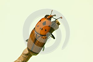 Macro shot of the brown Rhynchophorus ferrugineus beetle photo