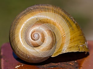 Macro shot of a brown spiral snail shell