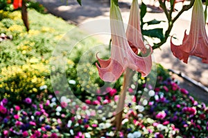 Macro shot of Brugmansia vulcanicola at the Suncheonman National Garden in South Korea