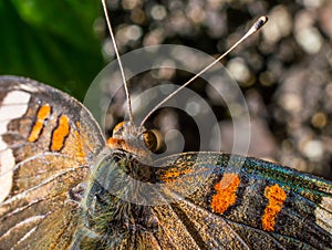 Macro shot of Buckeye butterfly