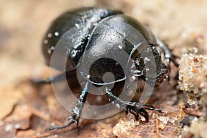 Macro shot bug geotrupidae