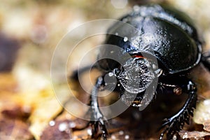 Macro shot bug geotrupidae