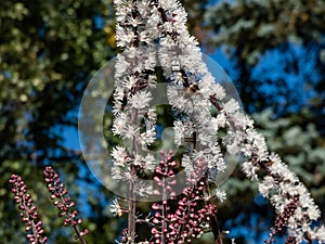 Macro shot of Bugbane Cimicifuga simplex `Atropurpurea` blooming with dense spikes of small, fragrant, white flowers in early