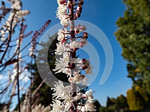 Macro shot of Bugbane Cimicifuga simplex `Atropurpurea` blooming with dense spikes of small, fragrant, white flowers in early