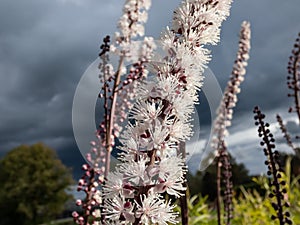 Macro shot of Bugbane (Cimicifuga simplex) \'Atropurpurea\' blooming with dense spikes of small, white flowers