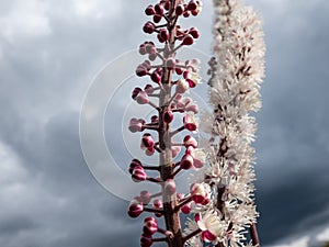 Macro shot of Bugbane (Cimicifuga simplex) \'Atropurpurea\' blooming with dense spikes of small, white flowers