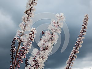 Macro shot of Bugbane (Cimicifuga simplex) \'Atropurpurea\' blooming with dense spikes of white flowers