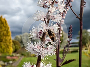 Macro shot of Bugbane (Cimicifuga simplex) \'Atropurpurea\' blooming with small, white flowers