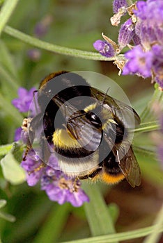 Macro shot bumble bees mating