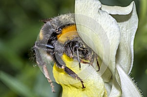 Macro shot of a Bumblebee bombus terrestris covered with pollen, entering into a yellow flower Antirrhinum majus ready to drin