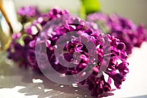 Macro shot of bunch of lilac blossom flowers spring. Spring lilac blossom bloom background. Spring lilac flowers close up. Fresh