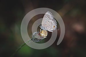 Macro shot of a butterfly on a grass flower with a green brown-toned background.