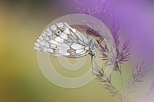 Macro shot of butterfly Marbled white Melanargia galathea on the grass.