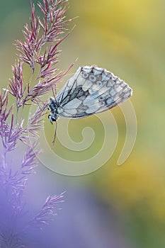 Macro shot of butterfly Marbled white Melanargia galathea on the grass.