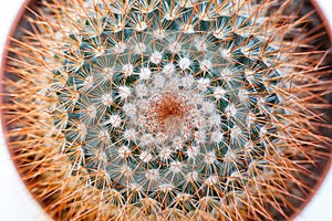 Macro shot of a cactus