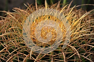 Cactus thorns