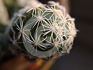 Macro shot of a cactus with white smooth thorns on green shoots