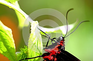 Macro shot, cairns birdwing butterfly