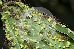 Macro shot of cancerous gall infected on the leaves.