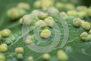 Macro shot of cancerous gall infected on the leaves.