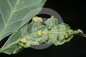 Macro shot of cancerous gall infected on the leaves.