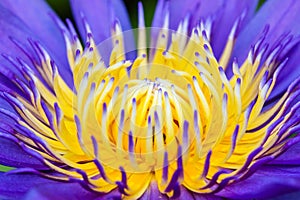 The macro shot captures the intricate beauty of lotus pollen, Natural light.