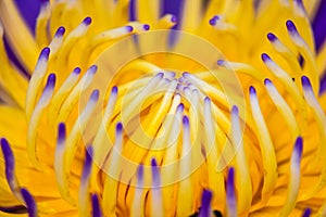 The macro shot captures the intricate beauty of lotus pollen, Natural light.