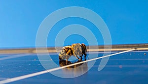 Nature Meets Technology - Bee on a Solar Panel