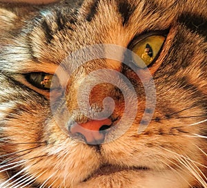 A macro shot cat`s face