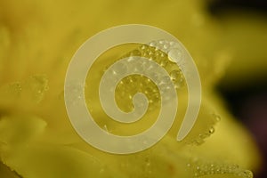 Macro close up of the centre of an yellow gerbera flower with raindrops