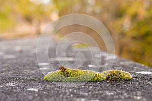 Macro shot of Ceratodon purpureus moss growing on the asphalt