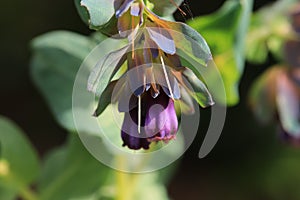 Macro shot of Cerinthe Major photo