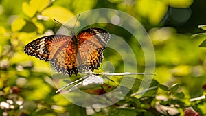 Macro shot of a Cethosia biblis butterfly, on a green leaf  surrounded by nature in the garden